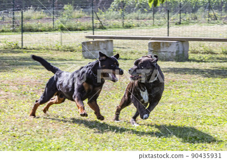 cane corso and rottweiler cane corso and rottweiler 90435931