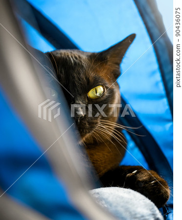 Burmese cat peeking out of cat house Burmese cat peeking out of cat house 90436075