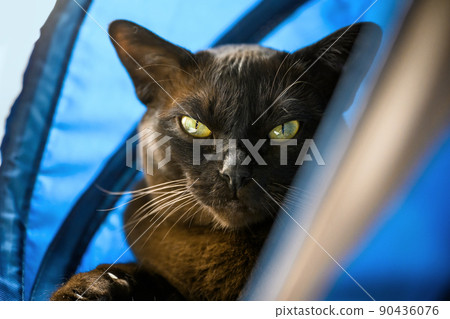 Burmese cat rest in blue cat house 90436076