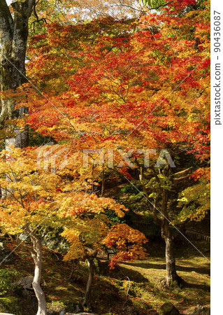 Autumn leaves Autumn leaves 90436087
