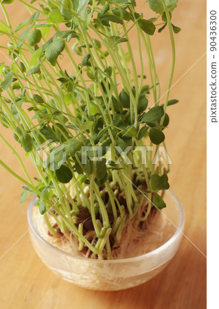 豌豆芽菜 90436300