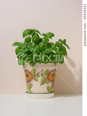 Growing green basil in a ceramic pot on a beige background Growing green basil in a ceramic pot on a beige background 90436381