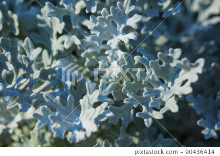 Gray green leaves of cineraria in macro. Close-up of exotic dusty millers. 90436414