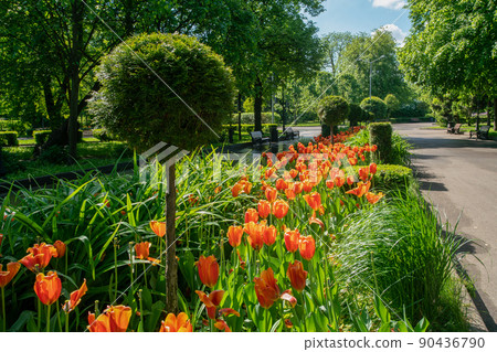 Amazing Orange tulips in alleys of Gorky park Amazing Orange tulips in alleys of Gorky park 90436790