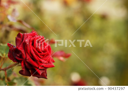 Red rose on a soft blurred background. Red rose on a soft blurred background. 90437297