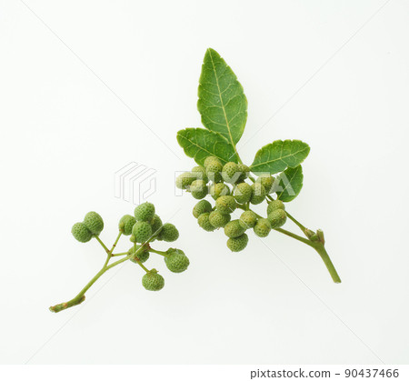 Sansho fruit white background 90437466