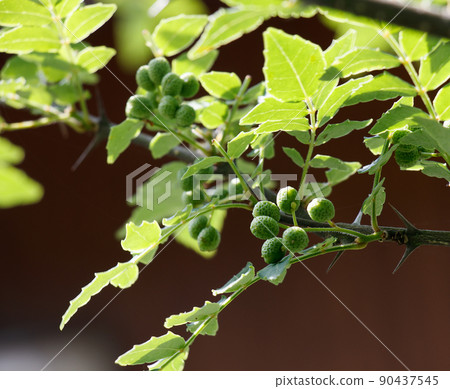 Sansho fruit Sansho fruit 90437545
