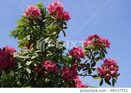 春日在藍天上閃耀的紅杜鵑花 90437551