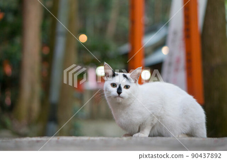 住在伏見稻荷大社的流浪貓 90437892