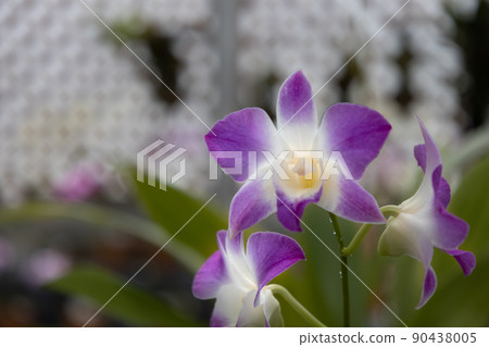 石斛艾瑪粉紅櫻花 90438005