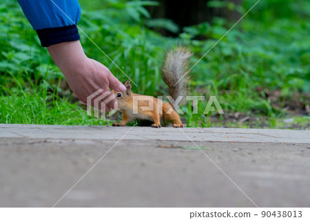 Squirrel wild nature portrait animal wildlife brown cute outdoor funny, for pretty beauty for curious from chipmunk black, rodent furry. Close sciurus inquiring, Squirrel wild nature portrait animal wildlife brown cute outdoor funny, for pretty beauty for curious from chipmunk black, rodent furry. Close sciurus inquiring, 90438013