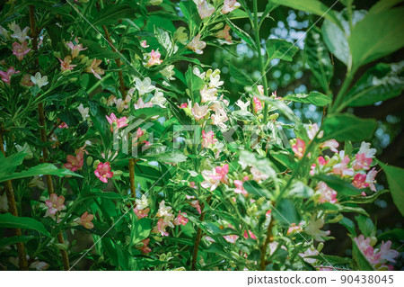 Deutzia gracilis 90438045
