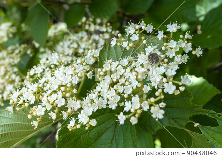 Elderberry flower 1 Elderberry flower 1 90438046