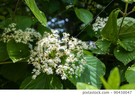 接骨木花 2 90438047