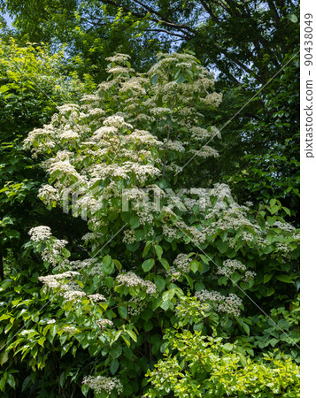 Elder Elder 90438049