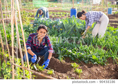 Hispanic woman hilling vegetable seedlings in garden beds Hispanic woman hilling vegetable seedlings in garden beds 90438186