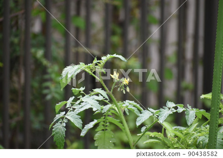 一個多雨的早晨，櫻桃番茄的黃色花朵 90438582