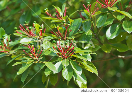 帶綠色水果的金針菇(春季、5 月) 帶綠色水果的金針菇(春季、5 月) 90438604