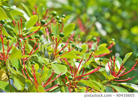 帶綠色水果的金針菇（春季、5 月） 90438605