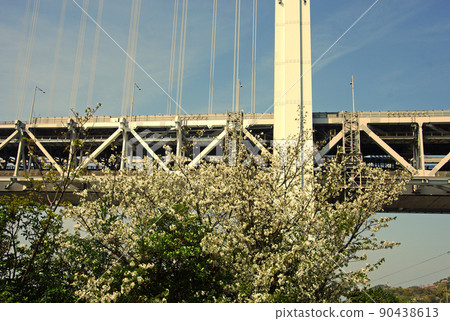 Scenery of the cherry blossom coast under the Seto Bridge 90438613