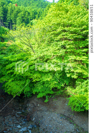 Arima Dam, Lake Naguri, Lakeside, Sugibayashi, Thickets, Spring, Fresh green scenery 90438651