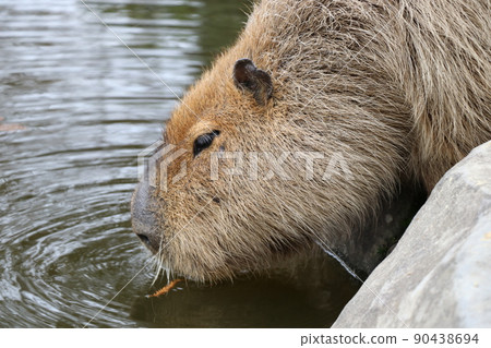 水豚從池塘里喝水 水豚從池塘里喝水 90438694