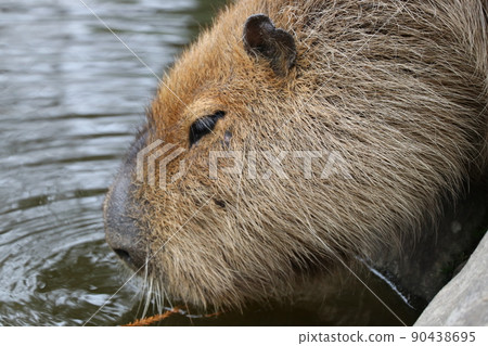水豚從池塘里喝水 水豚從池塘里喝水 90438695