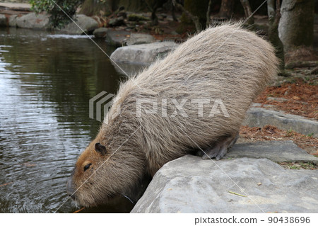 水豚從池塘里喝水 90438696