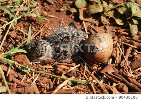 Newborn chicks and eggs that are likely to hatch Newborn chicks and eggs that are likely to hatch 90439100