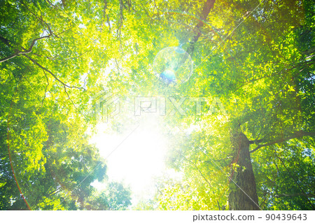 Mt. Fuji Aokigahara Forest 90439643