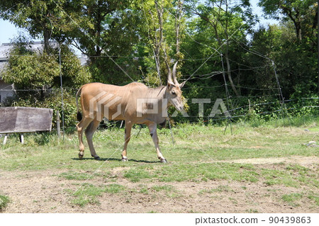 大阪天王寺動物園風景 大阪天王寺動物園風景 90439863