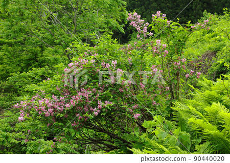 福島縣只見町綠地中盛開的紫薇粉紅色花朵 90440020
