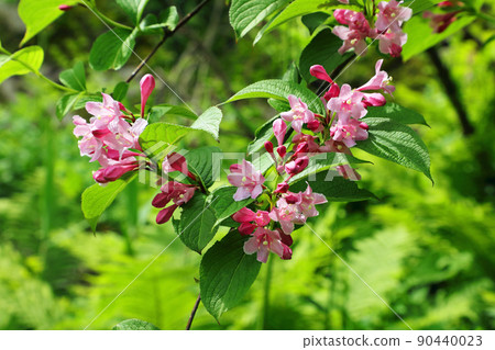 Pink flowers of Weigela hortensis bloom in the green, Tadami Town, Fukushima Prefecture Pink flowers of Weigela hortensis bloom in the green, Tadami Town, Fukushima Prefecture 90440023