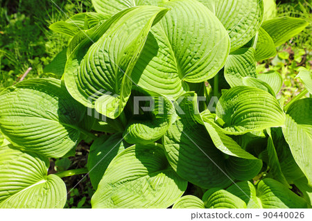 Hosta sieboldiana 的嫩葉開放 = 可食用的野生植物，福島縣只見町 90440026