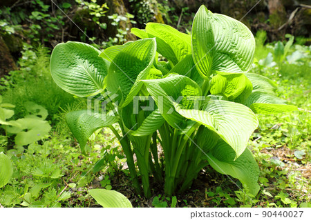 Hosta sieboldiana 的嫩葉開放 = 可食用的野生植物，福島縣只見町 90440027