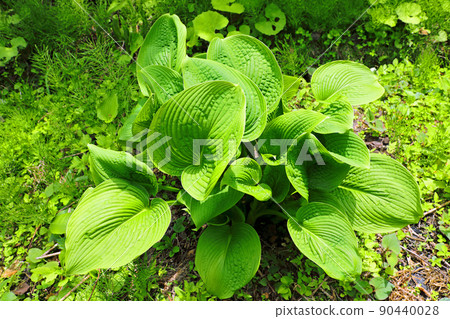 Young leaves of Hosta sieboldiana open = edible wild plants, Tadami Town, Fukushima Prefecture Young leaves of Hosta sieboldiana open = edible wild plants, Tadami Town, Fukushima Prefecture 90440028