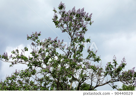 Flowering of a paulownia tree, Tadami Town, Fukushima Prefecture 90440029