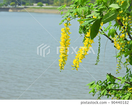 紫藤花似蝶形黃花的豆科莎麗王 90440182