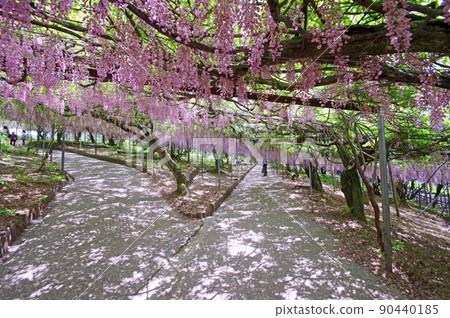 紫藤架，落葉藤蔓，有美麗的淡紫色垂枝花 90440185