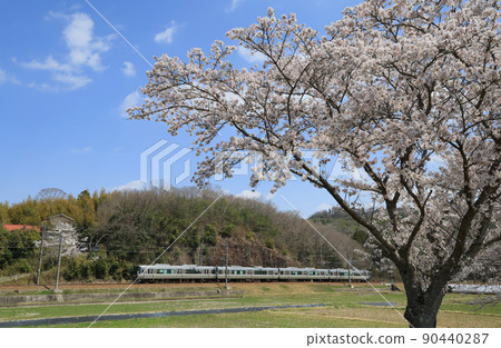 Fukuchiyama Line 223 series train running in Sanda City where cherry blossoms bloom 90440287