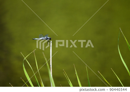 鹽倉蜻蜓 90440344