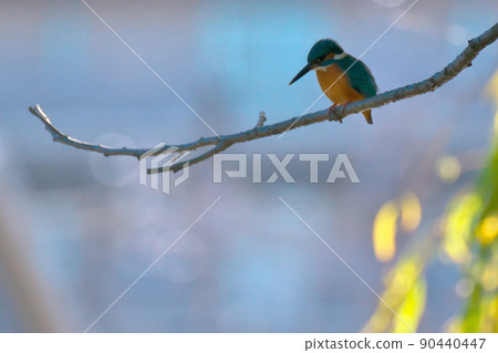 翠鳥調查 90440447