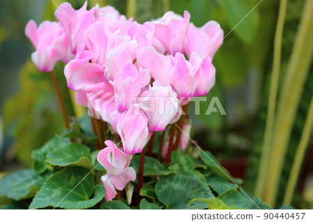 仙客來鮮花 90440457