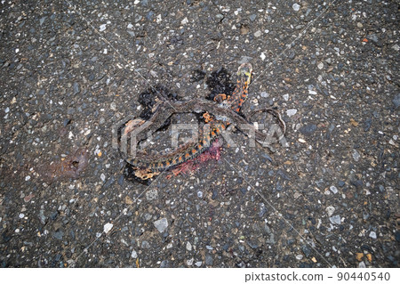 被汽車碾過的蛇的屍體 90440540