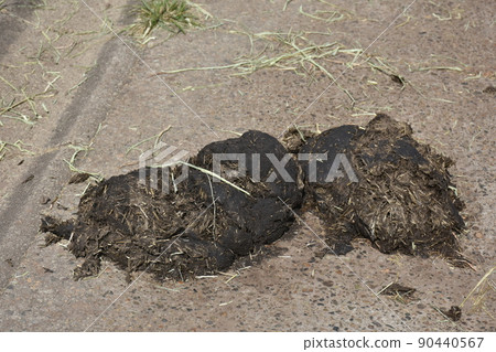 大象糞便 90440567
