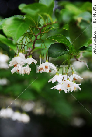 安息香花 安息香花 90440908