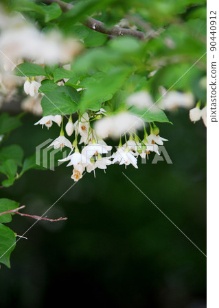 安息香花　 90440912