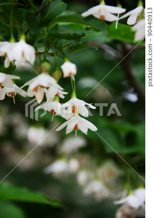 安息香花 安息香花 90440913