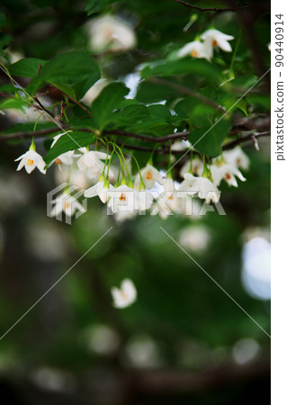 安息香花　 90440914