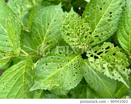 Hydrangea leaves that seem to be eaten by insects and have holes Hydrangea leaves that seem to be eaten by insects and have holes 90441003